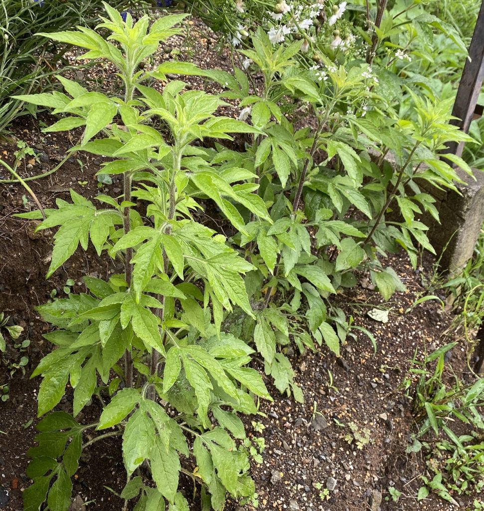 ルドベキアプレーリーグロ― 丈1m