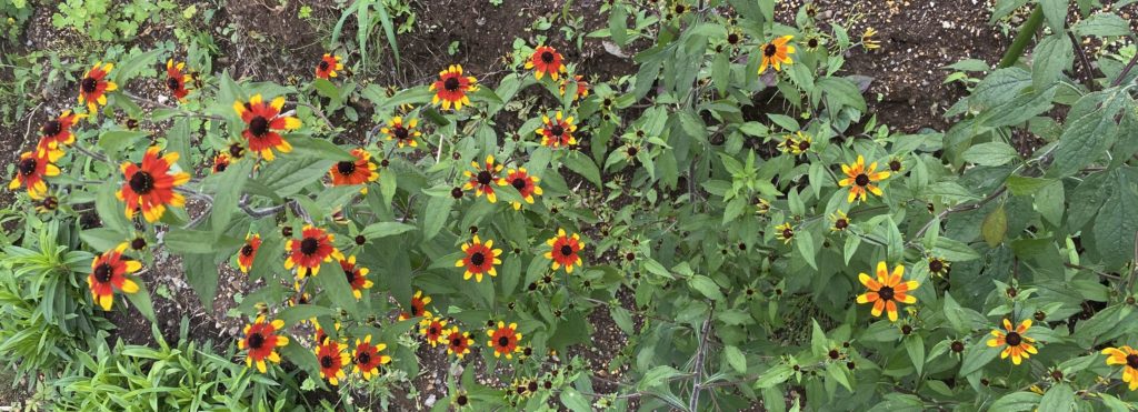 ルドベキアプレーリーグロ― 連続開花