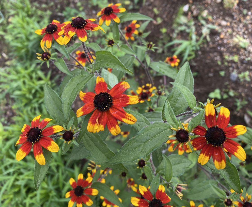 ルドベキアプレーリーグロ― 花