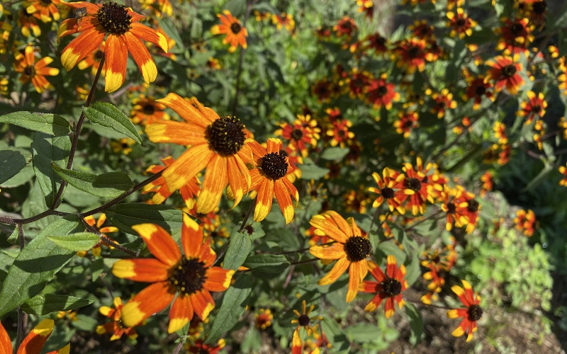 ルドベキア プレーリーグロ―