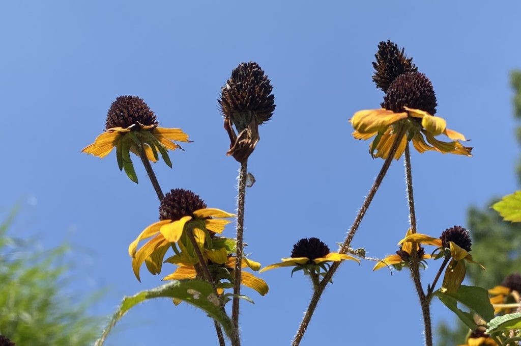 ルドベキアプレーリーグロ― 実