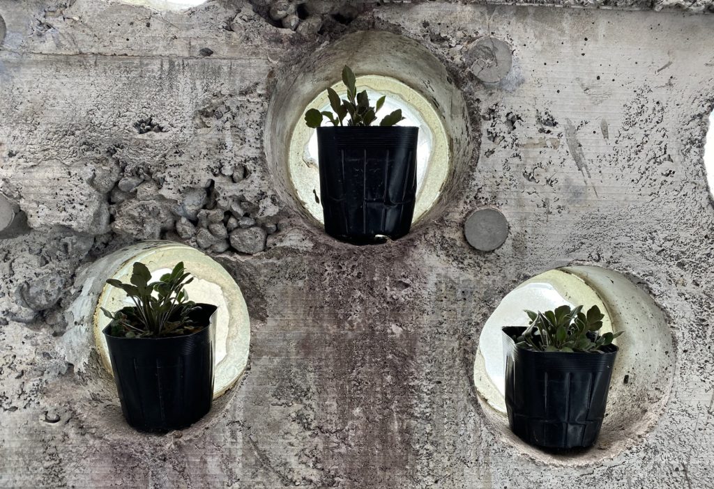 ルドベキアプレーリーグロ― 苗01