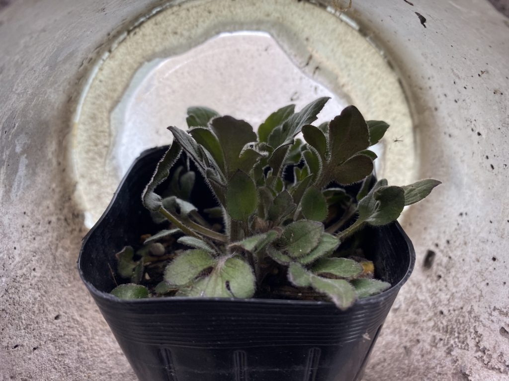 ルドベキアプレーリーグロ―苗02