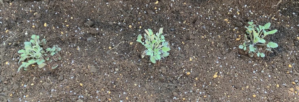 ルドベキアプレーリーグロ― 地植え01