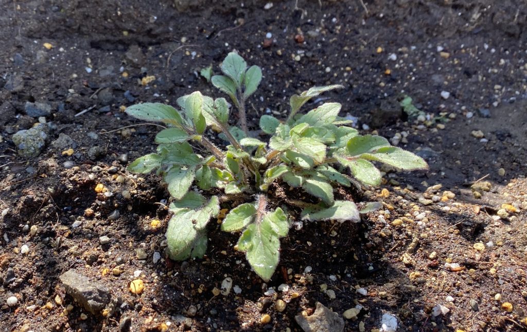 ルドベキアプレーリーグロ―定着02