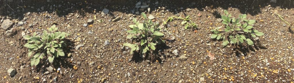 ルドベキアプレーリーグロ―増殖開始