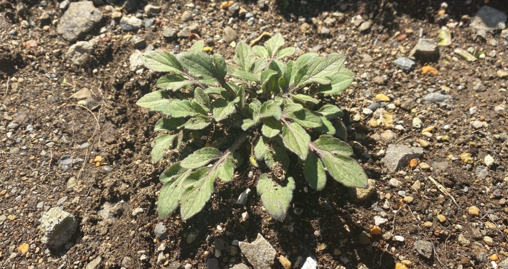 ルドベキアプレーリーグロ―増殖開始02