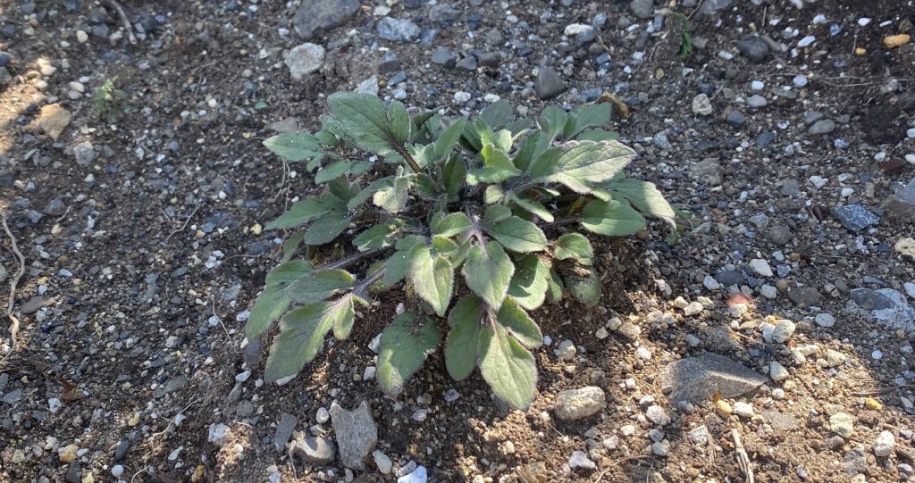 ルドベキアプレーリーグロ―さらに茂る