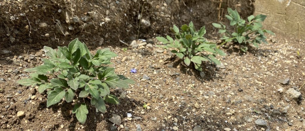 ルドベキアプレーリーグロ―茎伸びる
