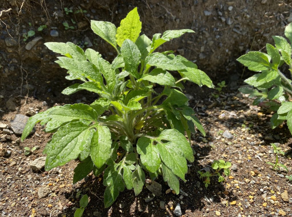 ルドベキアプレーリーグロ― 雑草ちっくに