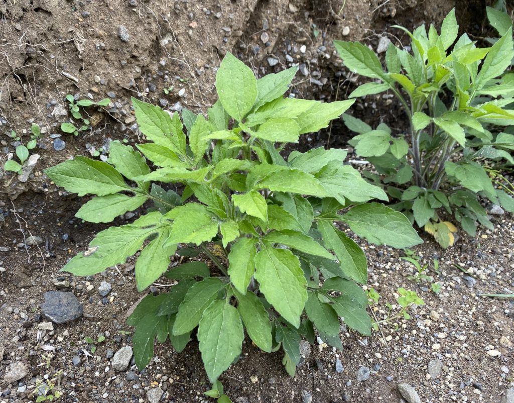 ルドベキアプレーリーグロ― さらに雑草っぽく