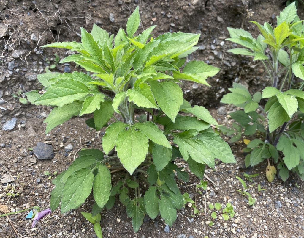 ルドベキアプレーリーグロ― 葉が巨大化