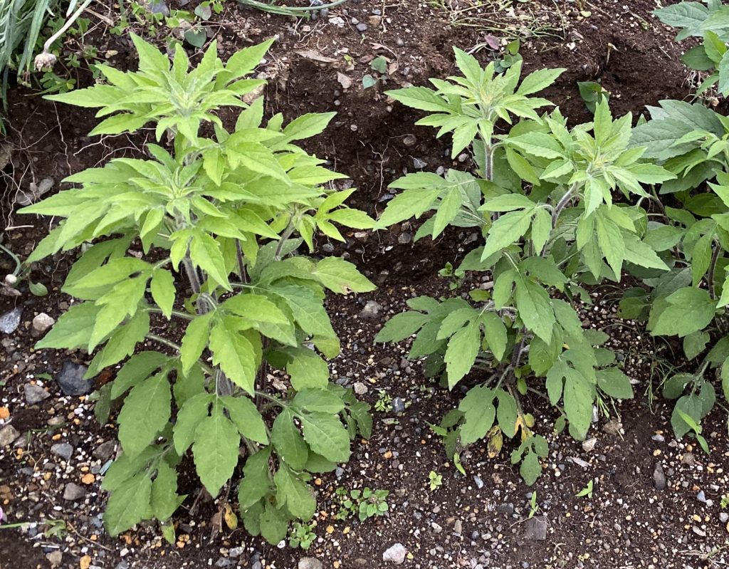 ルドベキアプレーリーグロ― 丈が急成長