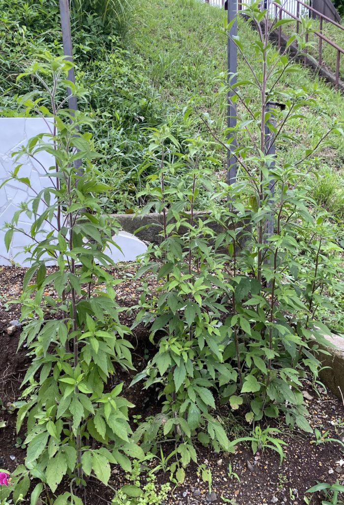 ルドベキアプレーリーグロ―丈130㎝