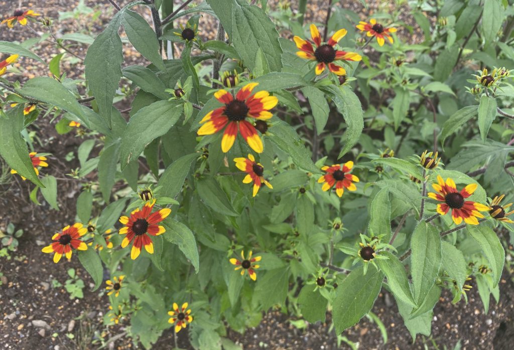 ルドベキアプレーリーグロ― 開花