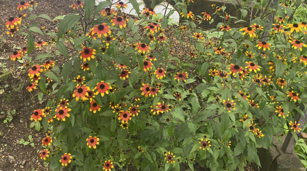 ルドベキアプレーリーグロ― 大量開花