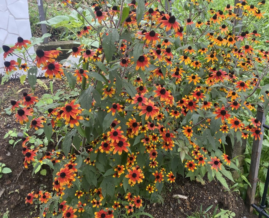 ルドベキアプレーリーグロ― 満開