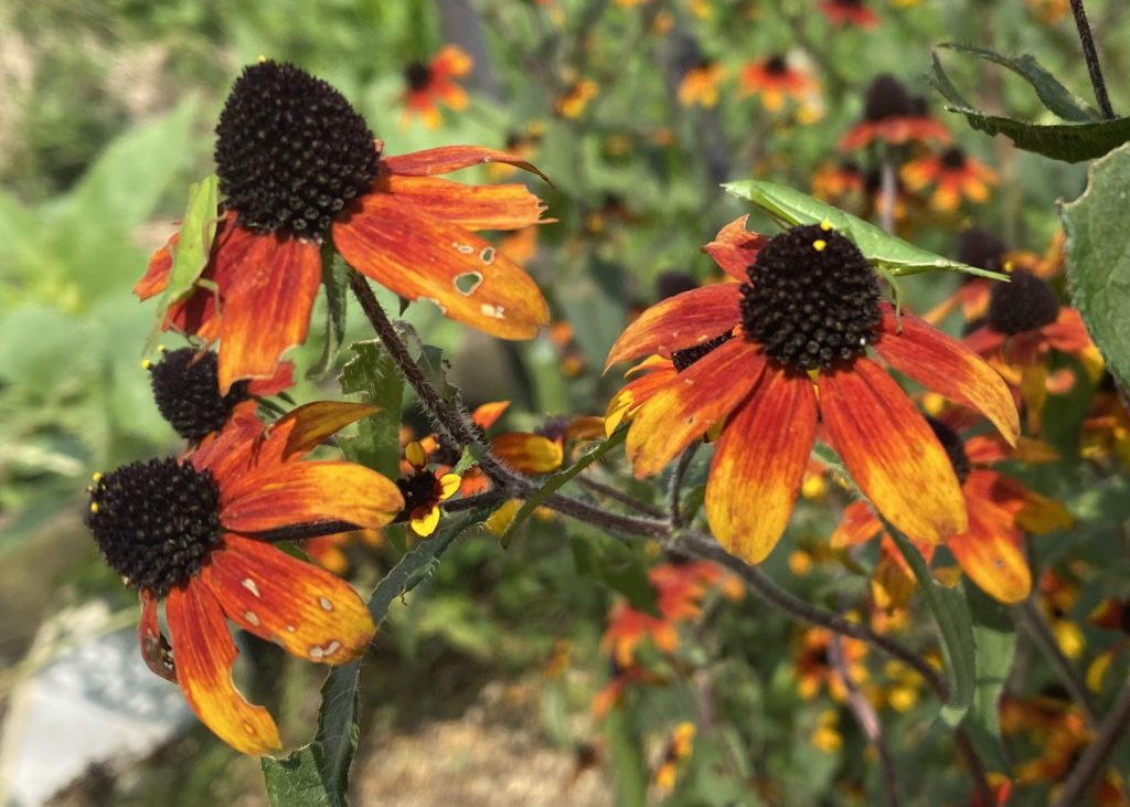 ルドベキアプレーリーグロ―受粉