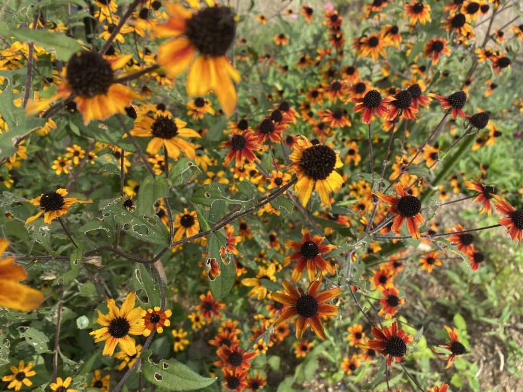 ルドベキアプレーリーグロ― 黄昏