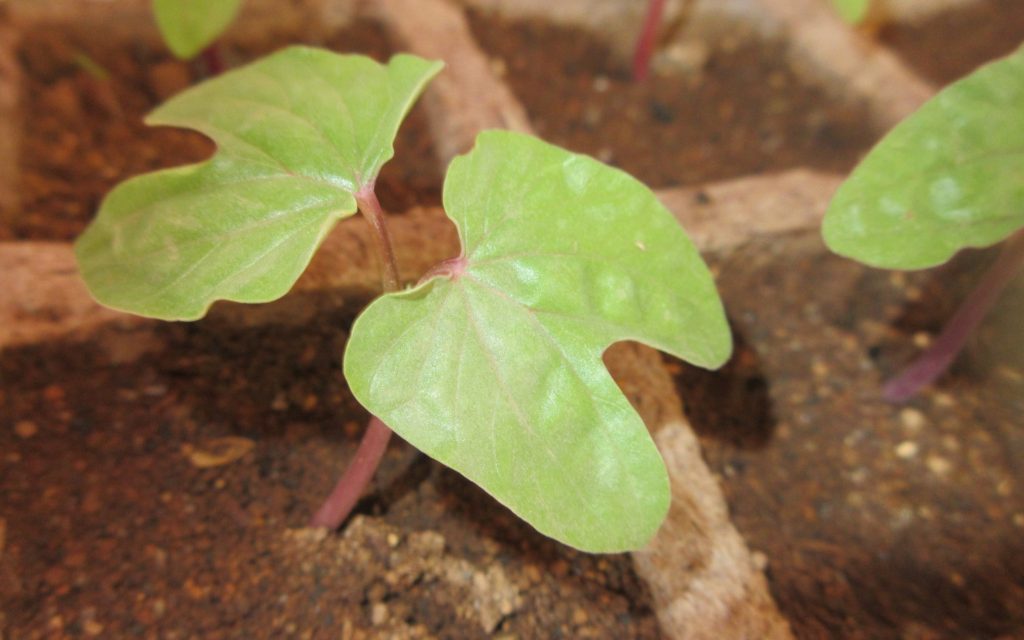 アサガオの双葉