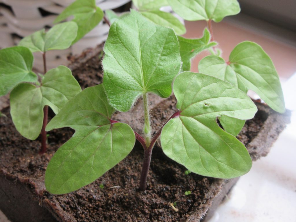 アサガオ 本葉の毛