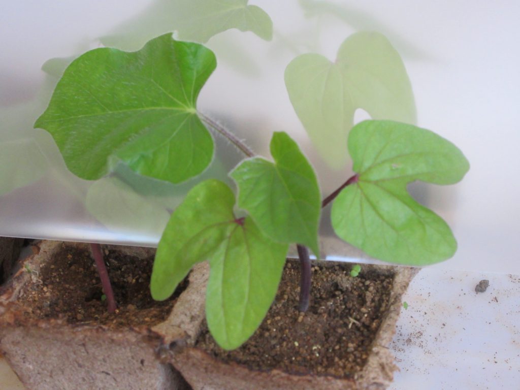 アサガオ本葉2枚