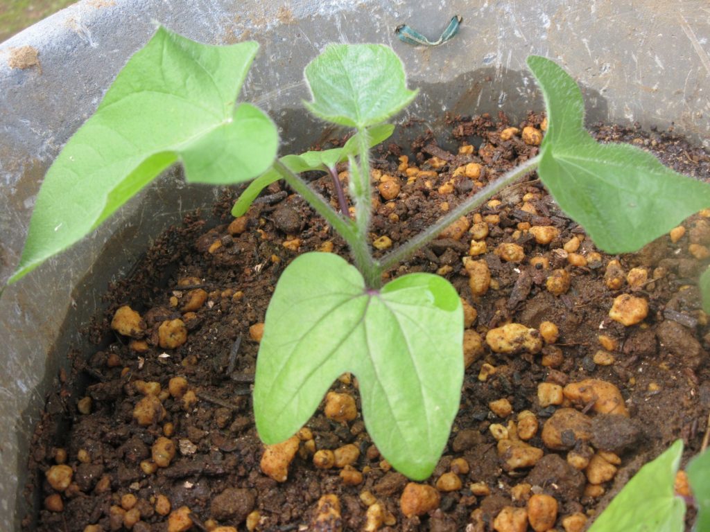 アサガオ 本葉3枚目