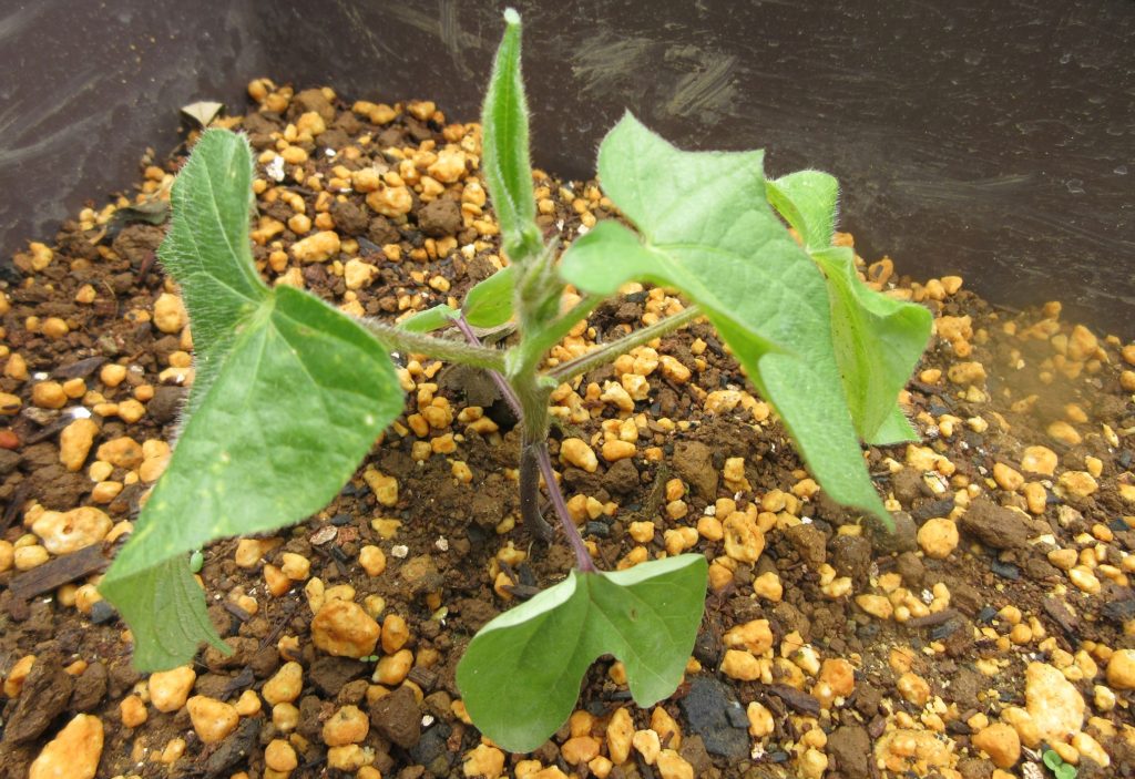 アサガオ 本葉5枚目