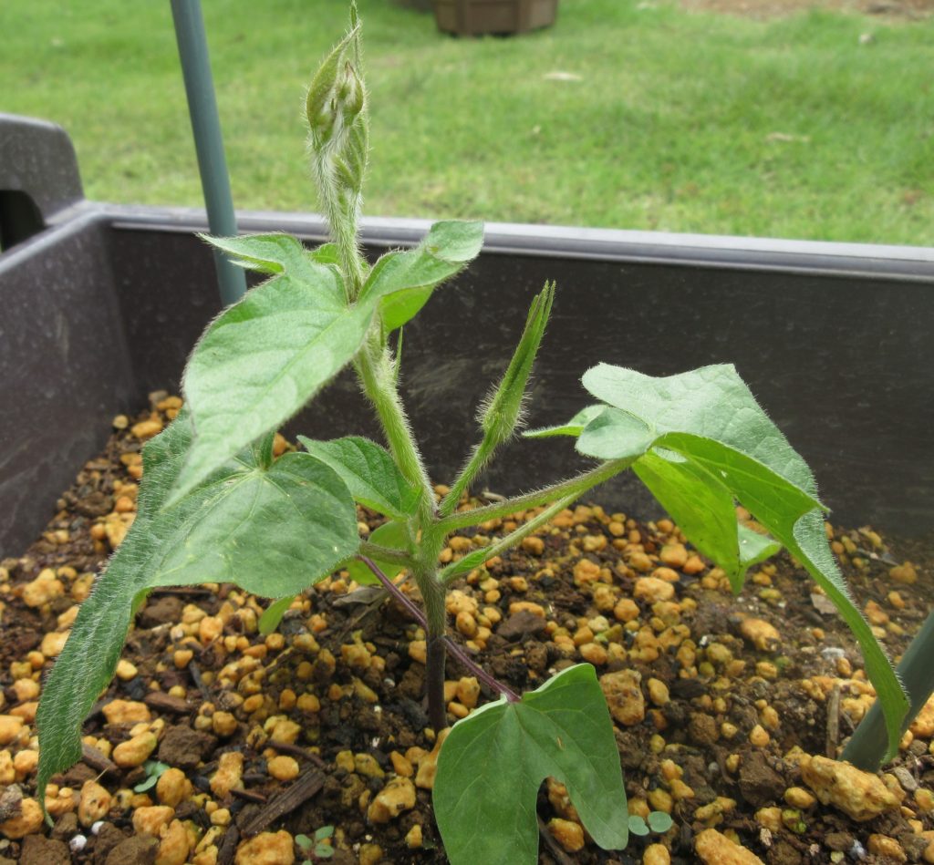 アサガオ 弦出現