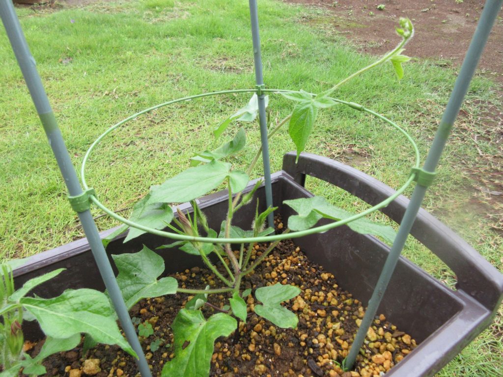 アサガオ つるのびる