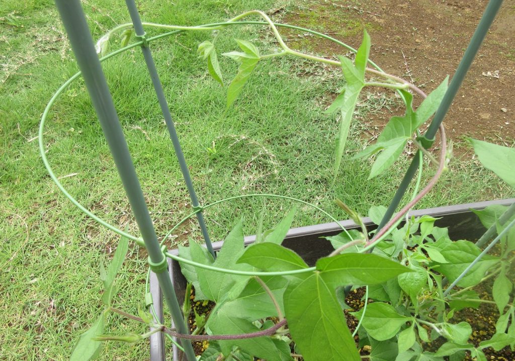 アサガオ つるのび