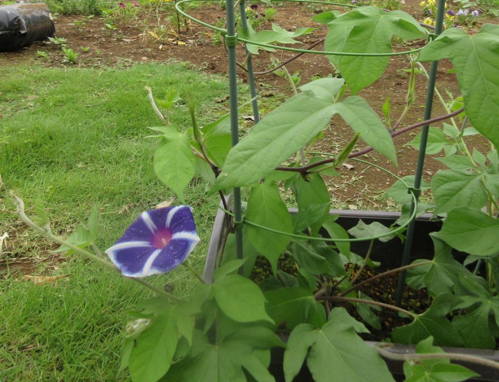 アサガオ 開花
