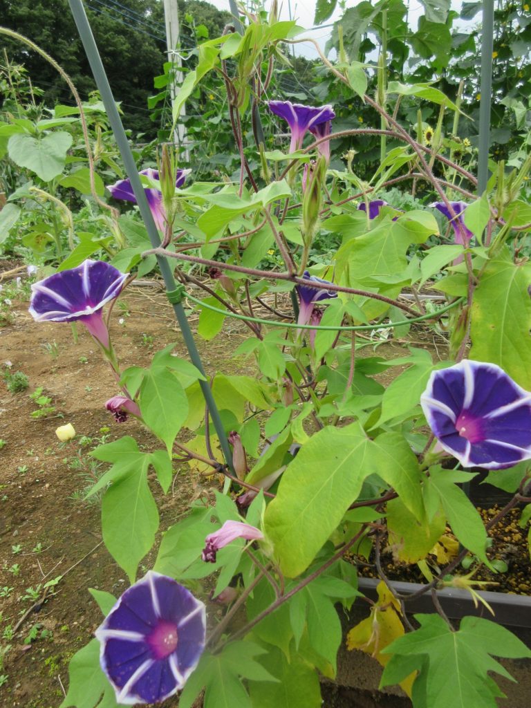 アサガオ 開花ラッシュ