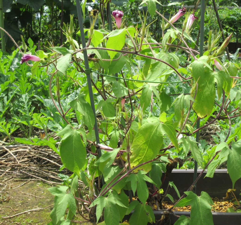 アサガオ 種準備