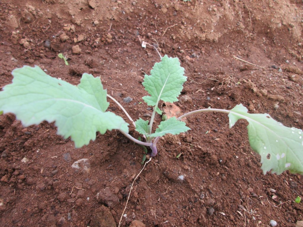 のらぼう菜　発芽