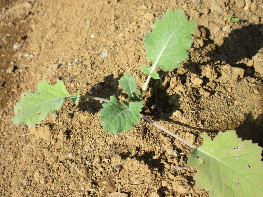 のらぼう菜　葉が増える