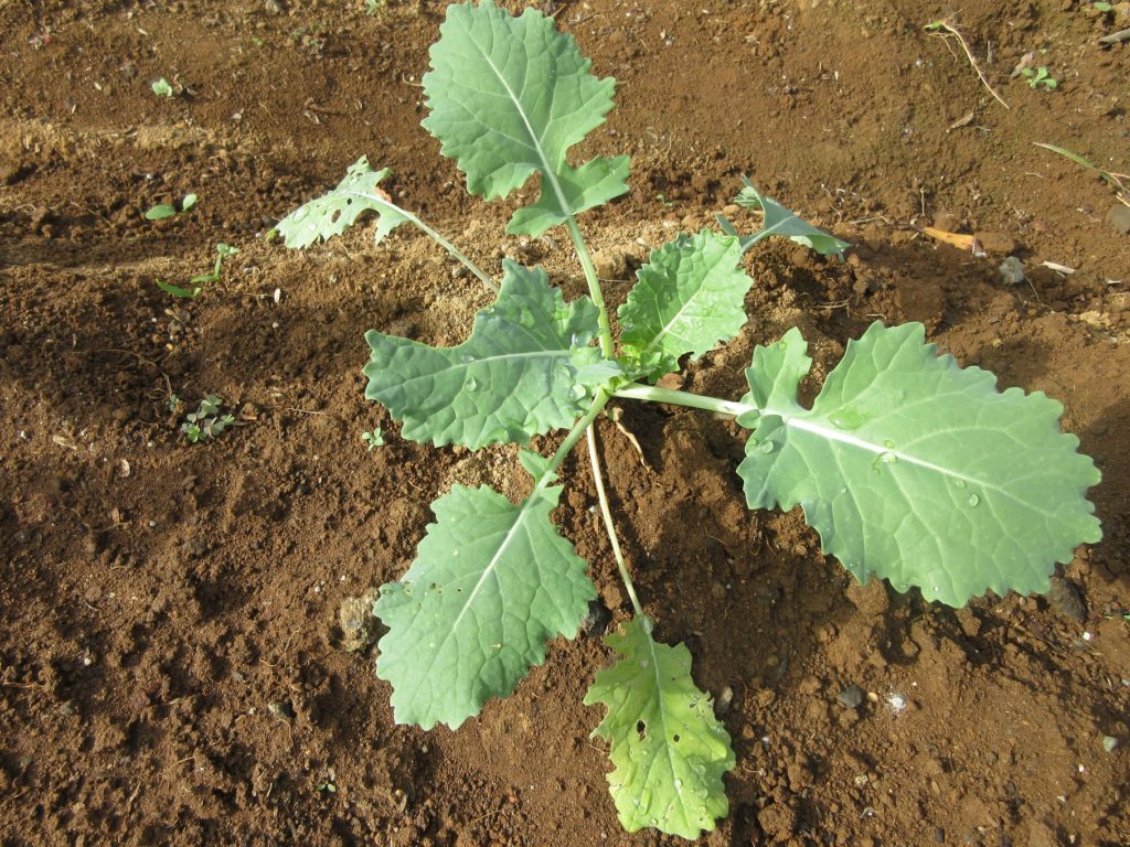 のらぼう菜　種植えから22日