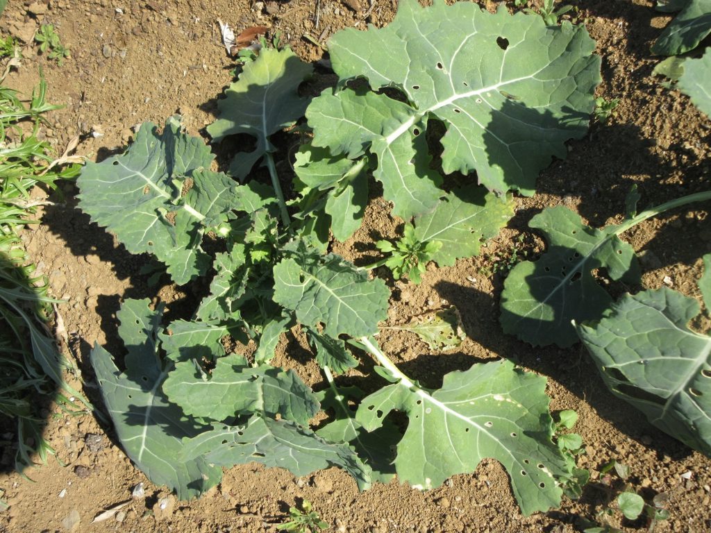 のらぼう菜の成長日記1月３日