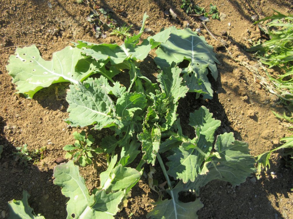 のらぼう菜の成長日記1月17日