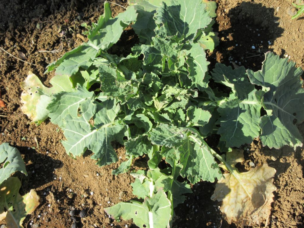 のらぼう菜の成長日記1月31日