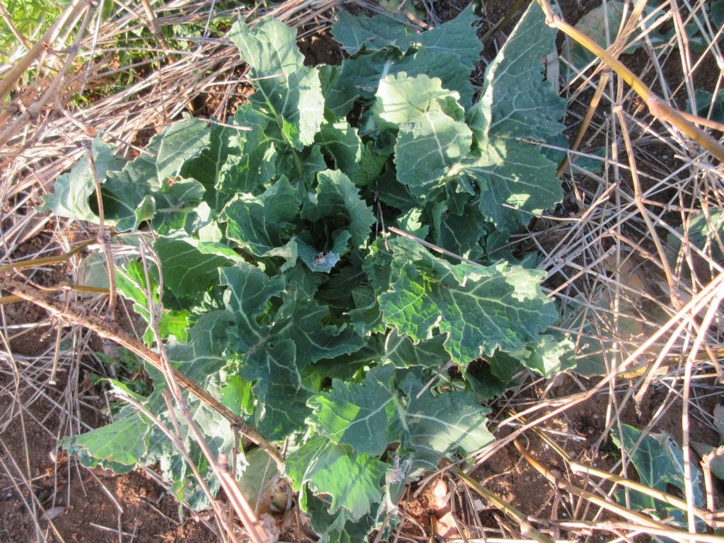 のらぼう菜の成長日記2月14日