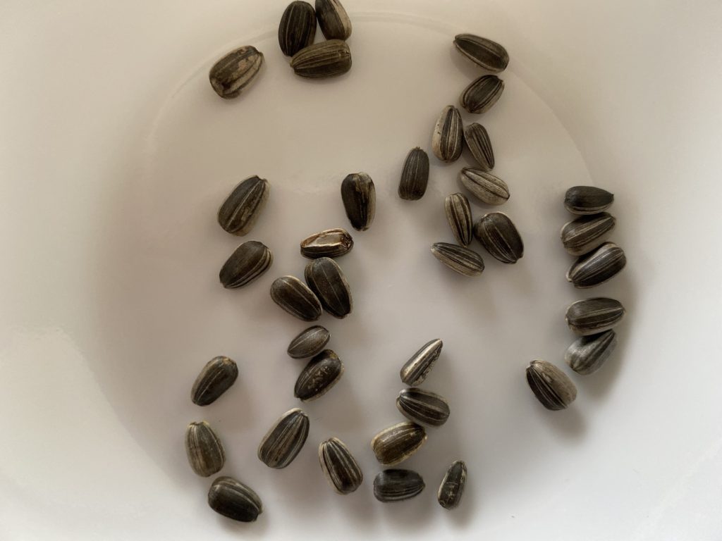 八重ひまわり種