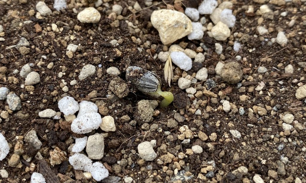 八重ひまわり　発芽