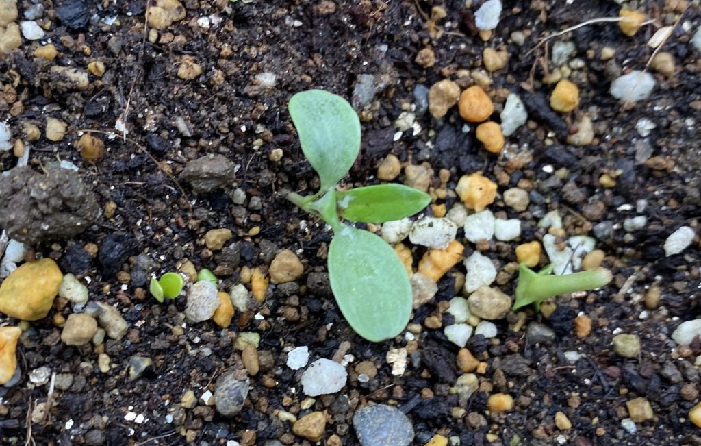 八重ひまわり　双葉