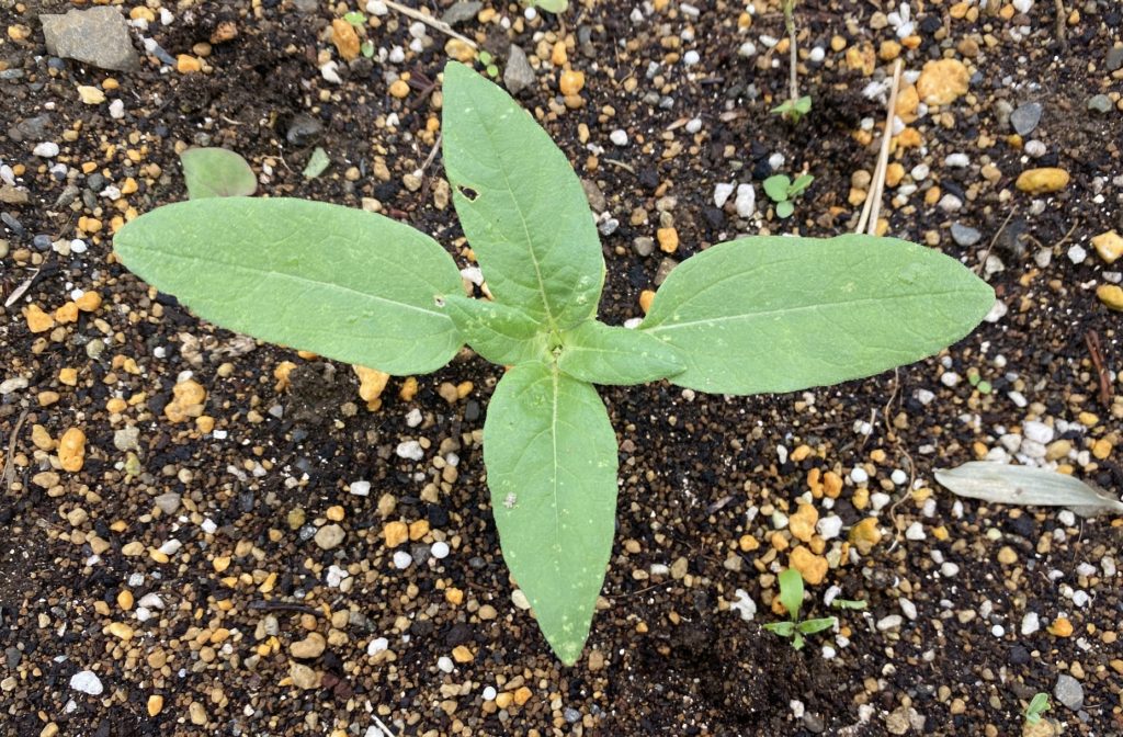 八重ひまわり　本葉