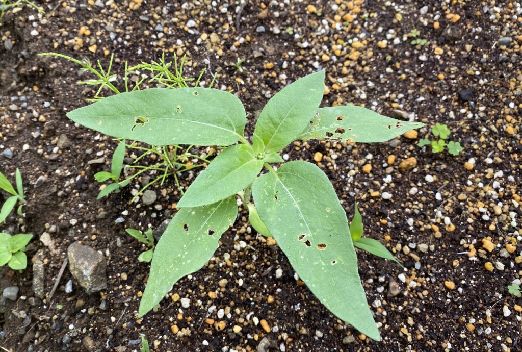 八重ひまわり　本葉増える