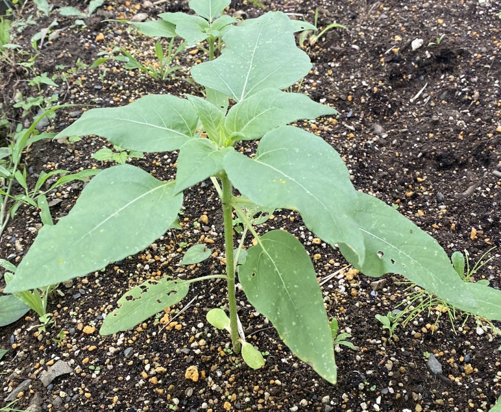 八重ひまわり　茎が伸びだす