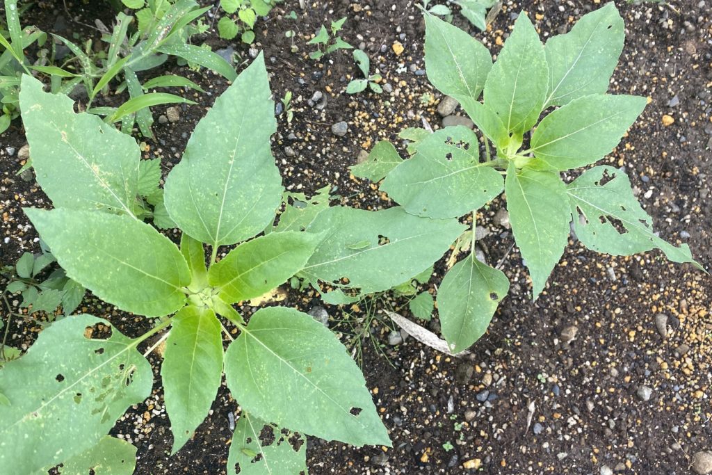 八重ひまわり　葉が巨大化