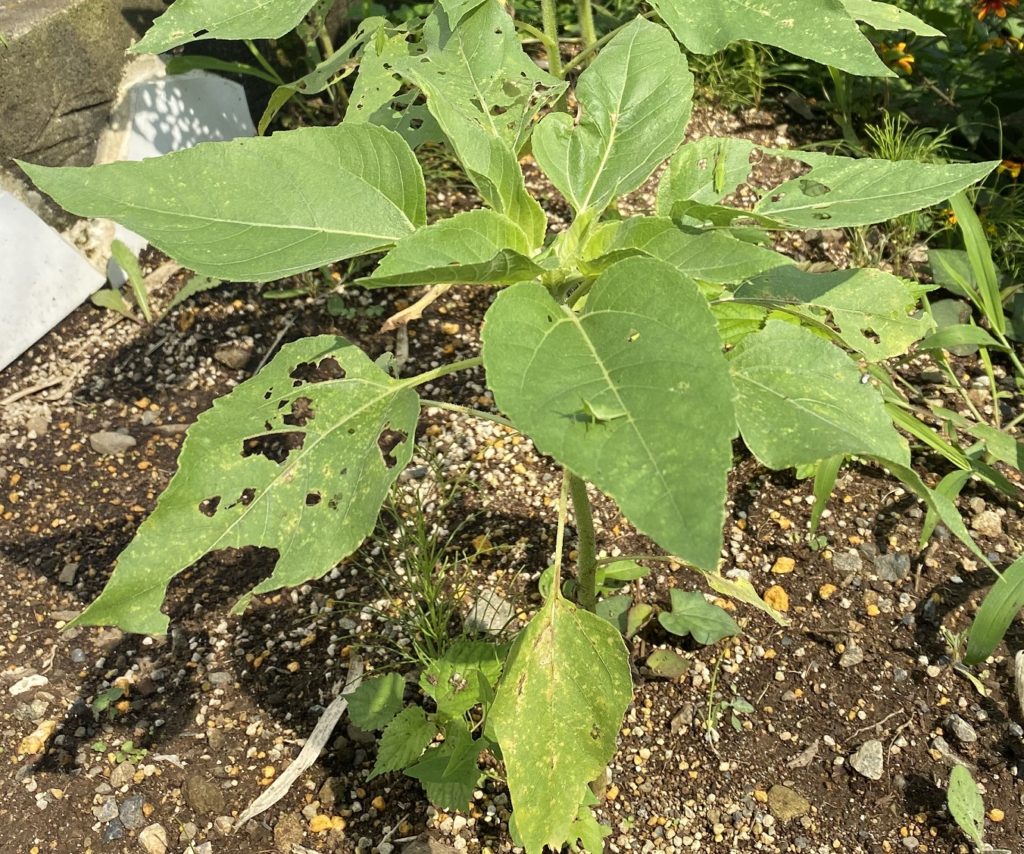 八重ひまわり　虫食いに弱い