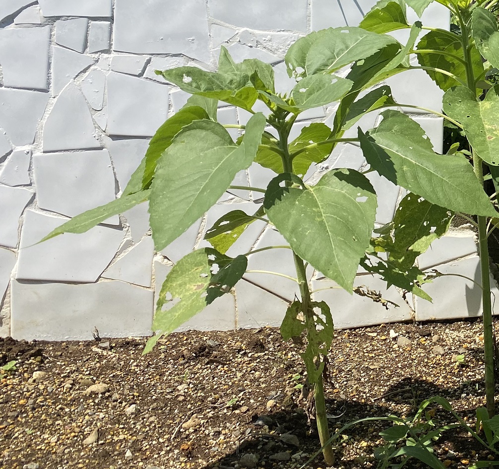 八重ひまわり　開花直前